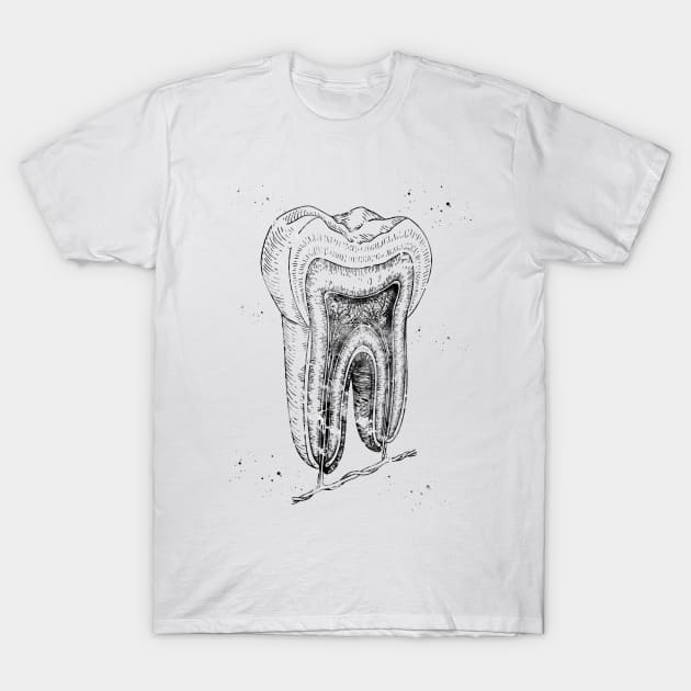 Human tooth structure T-Shirt by erzebeth